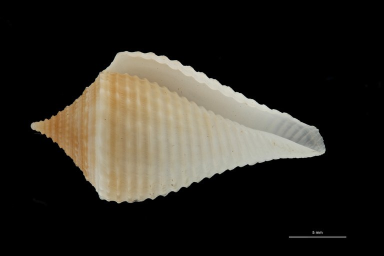 BE-RBINS-INV PARATYPE MT 160 Conus guyanensis VENTRAL ZS PMax Scaled.jpg