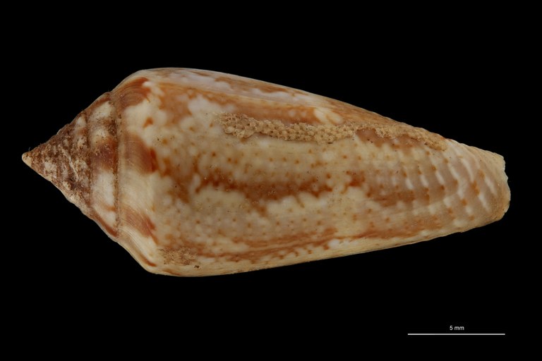BE-RBINS-INV LECTOTYPE MT 401 Conus mediterraneus elongata DORSAL ZS PMax Scaled.jpg