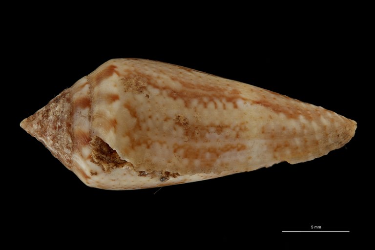 BE-RBINS-INV LECTOTYPE MT 401 Conus mediterraneus elongata LATERAL ZS PMax Scaled.jpg