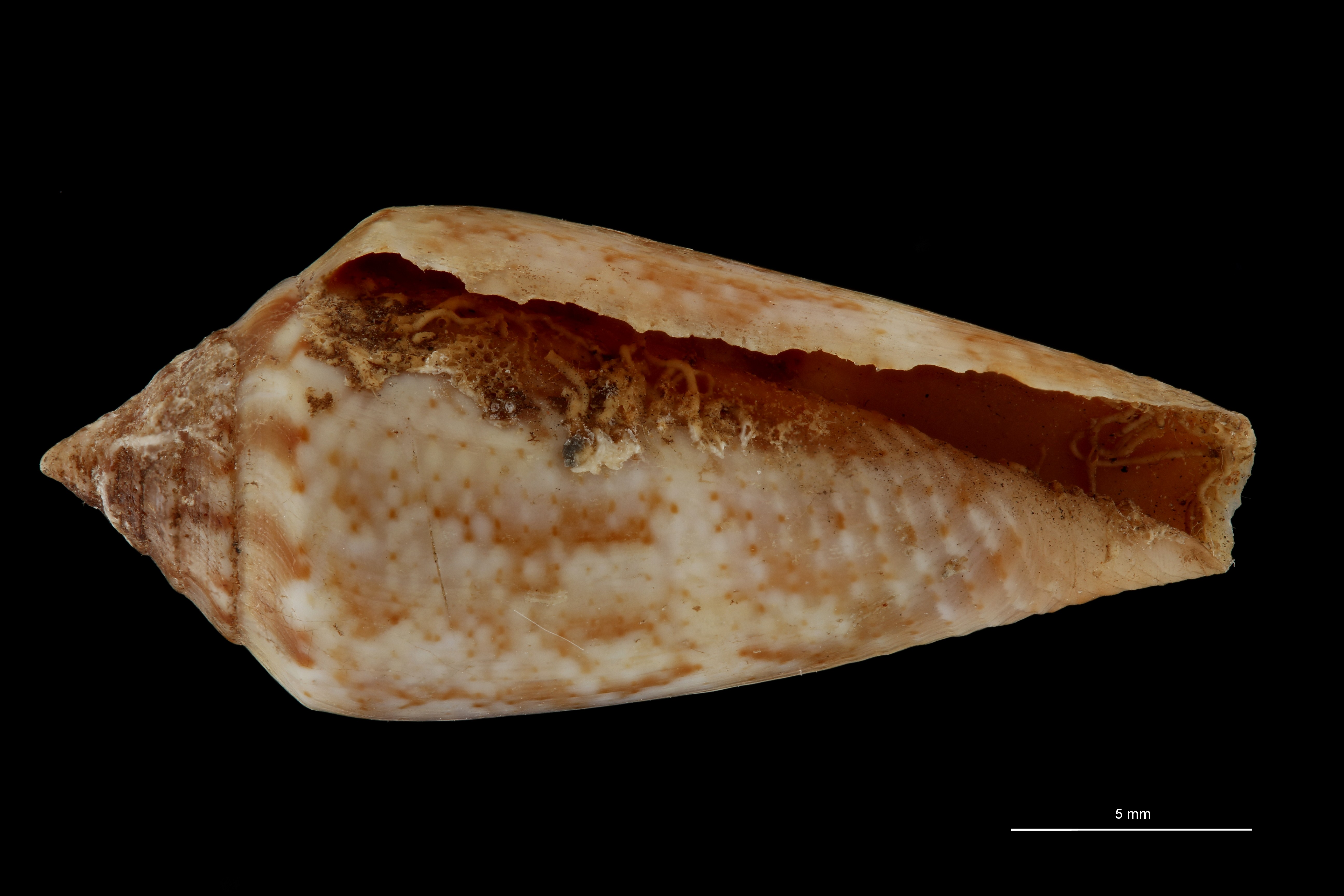BE-RBINS-INV LECTOTYPE MT 401 Conus mediterraneus elongata VENTRAL ZS PMax Scaled.jpg