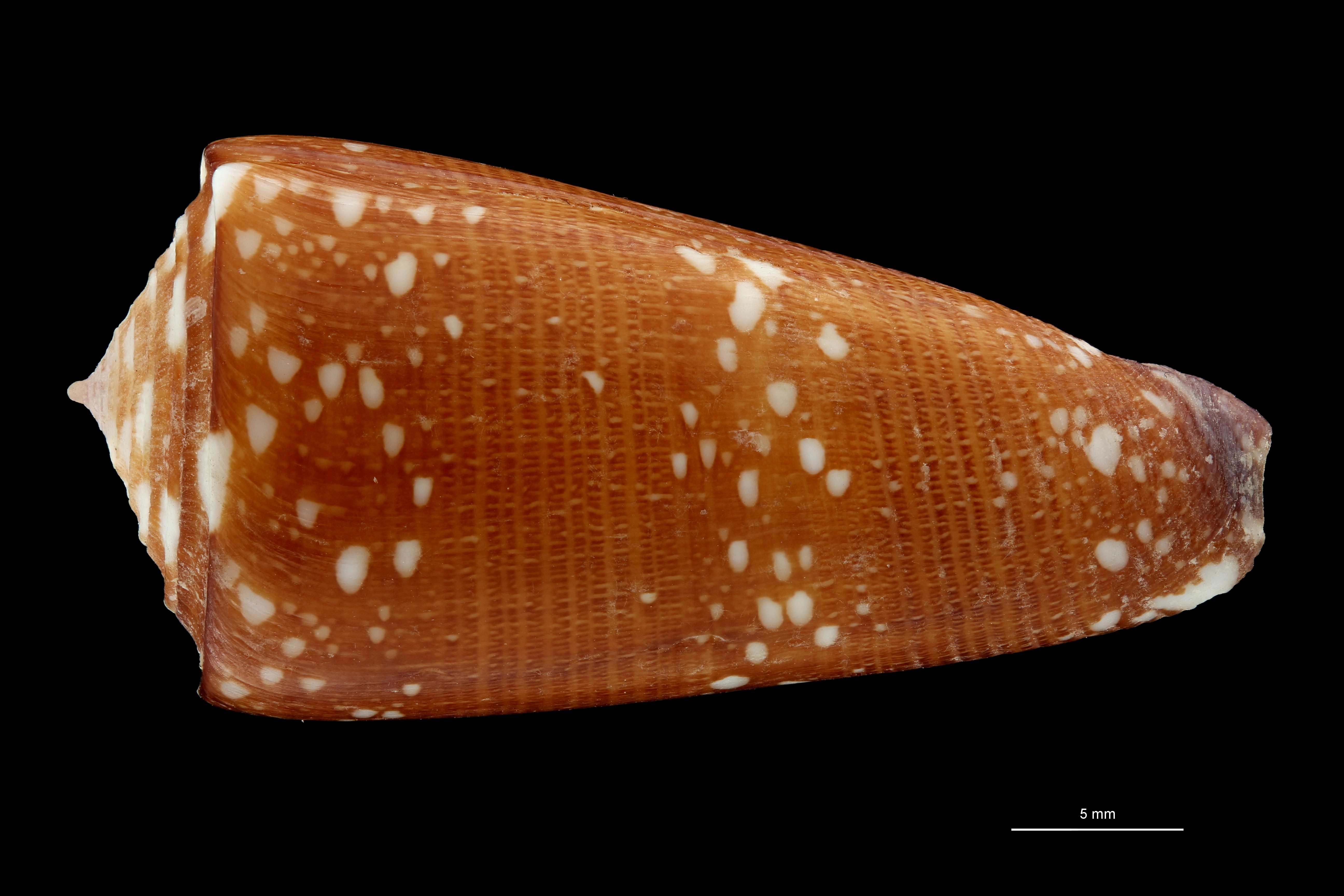 BE-RBINS-INV HOLOTYPE MT.2599 Conus nobilis abbai DORSAL ZS PMax Scaled.jpg