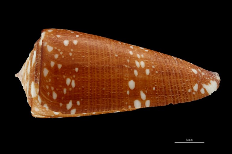 BE-RBINS-INV HOLOTYPE MT.2599 Conus nobilis abbai LATERAL ZS PMax Scaled.jpg