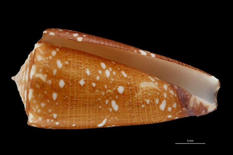 BE-RBINS-INV HOLOTYPE MT.2599 Conus nobilis abbai VENTRAL ZS PMax Scaled.jpg
