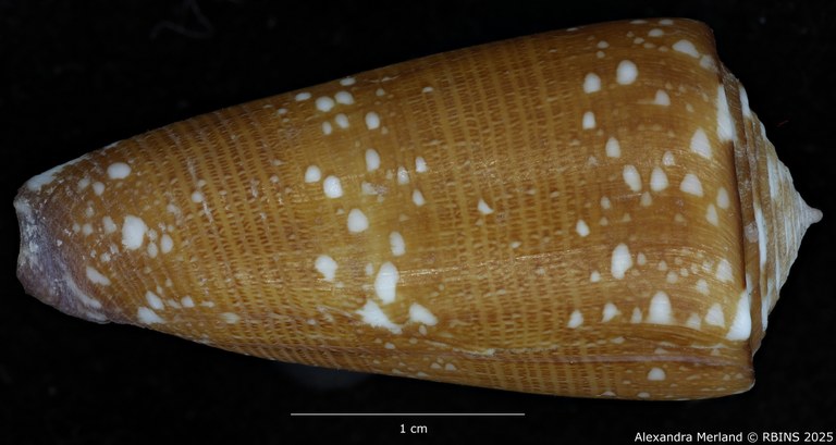 BE-RBINS-INV-MT-2599-Conus-nobilis-abbai-ht-D.jpg