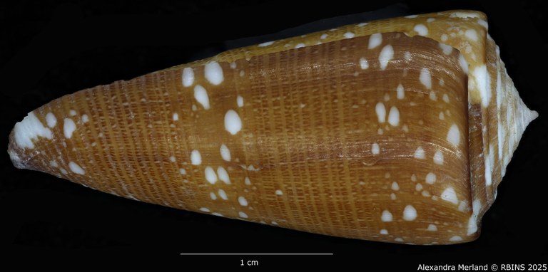 BE-RBINS-INV-MT-2599-Conus-nobilis-abbai-ht-L.jpg
