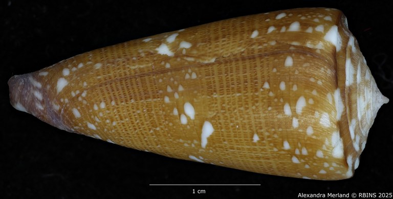 BE-RBINS-INV-MT-2599-Conus-nobilis-abbai-ht-L2.jpg