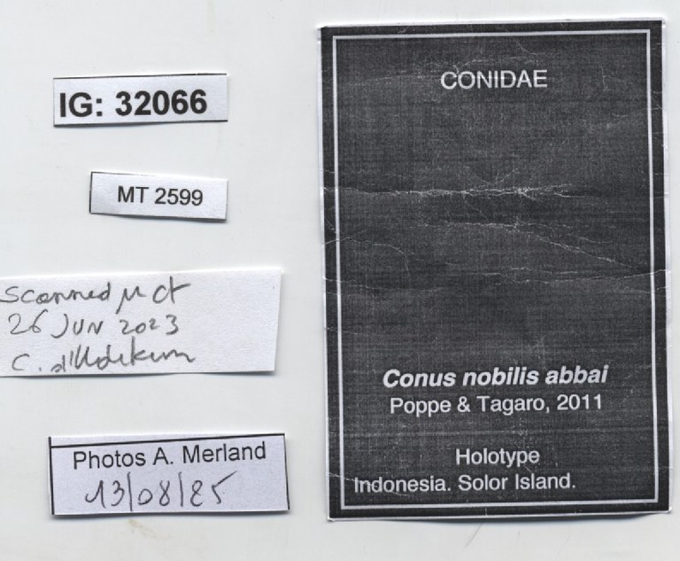 BE-RBINS-INV-MT-2599-Conus-nobilis-abbai-ht-label.jpg