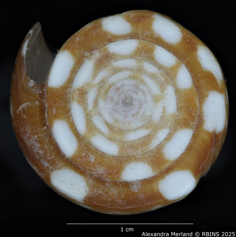 BE-RBINS-INV-MT-2599-Conus-nobilis-abbai-ht-Top.jpg