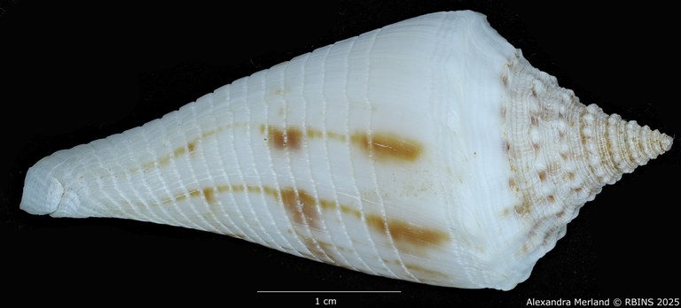 BE-RBINS-INV-MT-3036-Conus-orbignyi-aratus-pt-D.jpg BE-RBINS-INV-MT-3036-Conus-orbignyi-aratus-pt-D.jpg