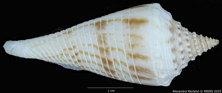BE-RBINS-INV-MT-3036-Conus-orbignyi-aratus-pt-L.jpg BE-RBINS-INV-MT-3036-Conus-orbignyi-aratus-pt-L.jpg