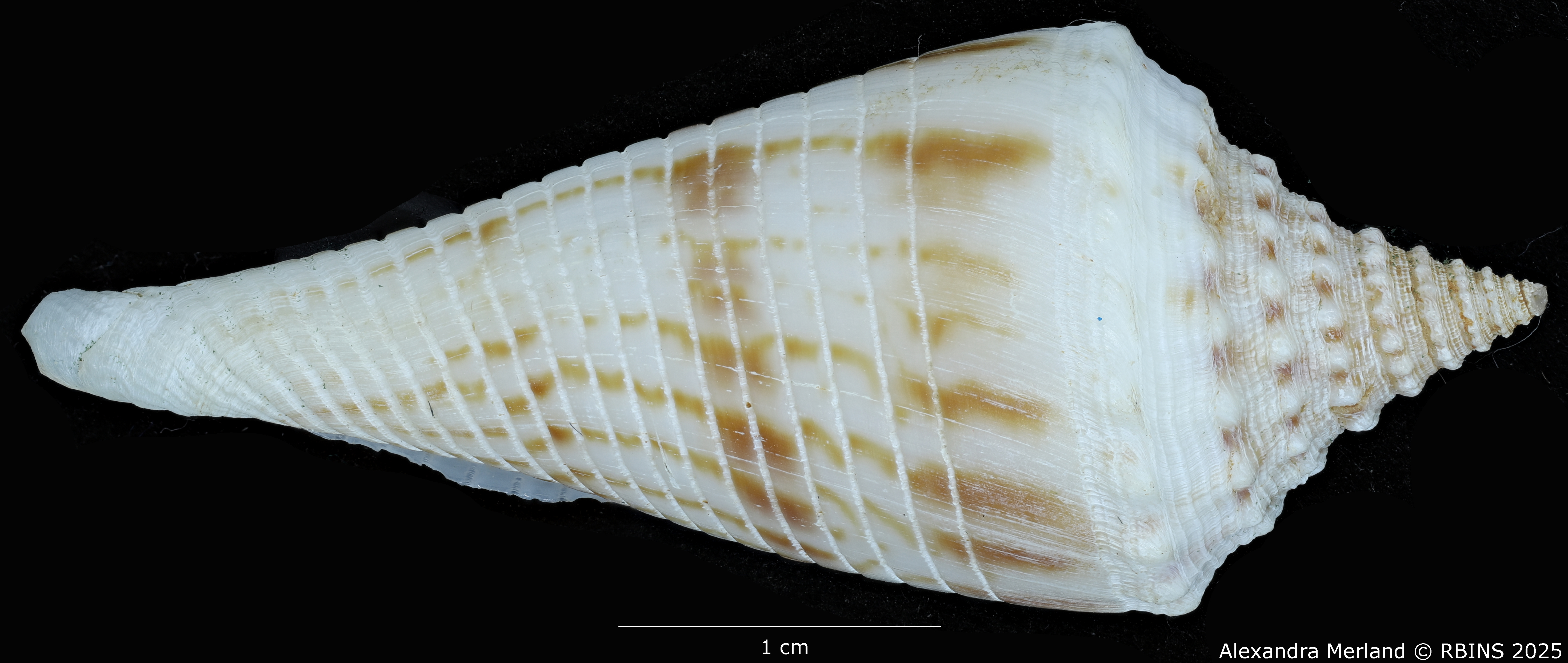 BE-RBINS-INV-MT-3036-Conus-orbignyi-aratus-pt-L.jpg