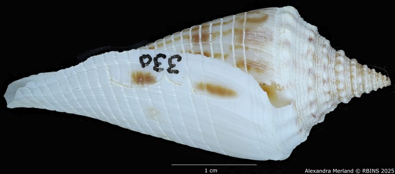BE-RBINS-INV-MT-3036-Conus-orbignyi-aratus-pt-L2.jpg BE-RBINS-INV-MT-3036-Conus-orbignyi-aratus-pt-L2.jpg