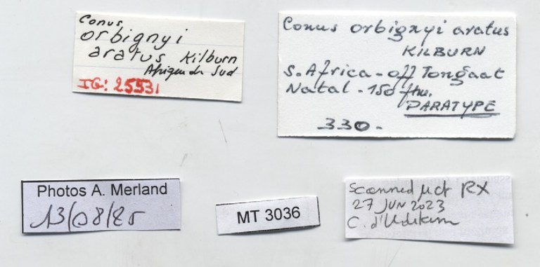 BE-RBINS-INV-MT-3036-Conus-orbignyi-aratus-pt-label.jpg BE-RBINS-INV-MT-3036-Conus-orbignyi-aratus-pt-label.jpg