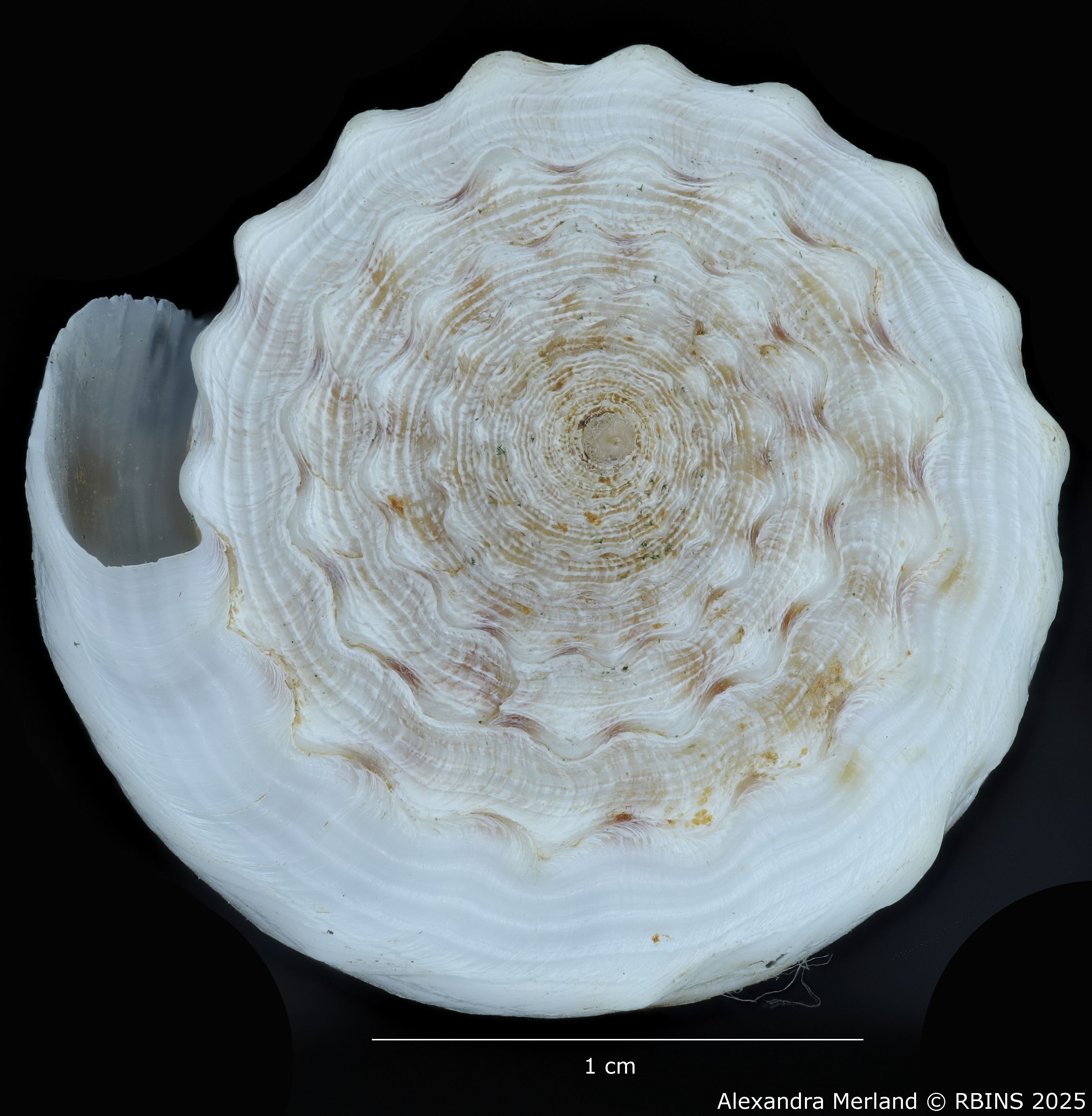 BE-RBINS-INV-MT-3036-Conus-orbignyi-aratus-pt-Top.jpg