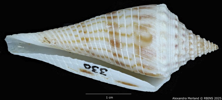 BE-RBINS-INV-MT-3036-Conus-orbignyi-aratus-pt-V.jpg BE-RBINS-INV-MT-3036-Conus-orbignyi-aratus-pt-V.jpg