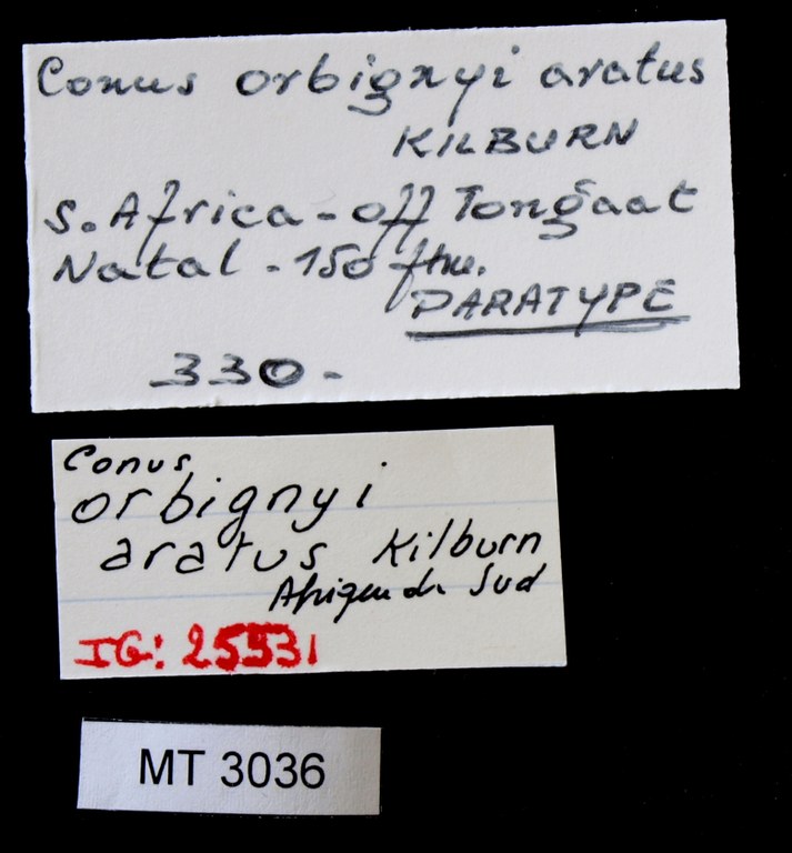 BE-RBINS-INV PARATYPE MT.3036 Conus orbignyi aratus LABELS.jpg