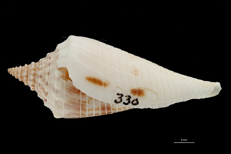 BE-RBINS-INV PARATYPE MT.3036 Conus orbignyi aratus LATERAL ZS PMax Scaled.jpg