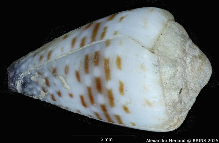 BE-RBINS-INV-MT-3647-Conus-parvatus-sharmiensis-pt-D.jpg