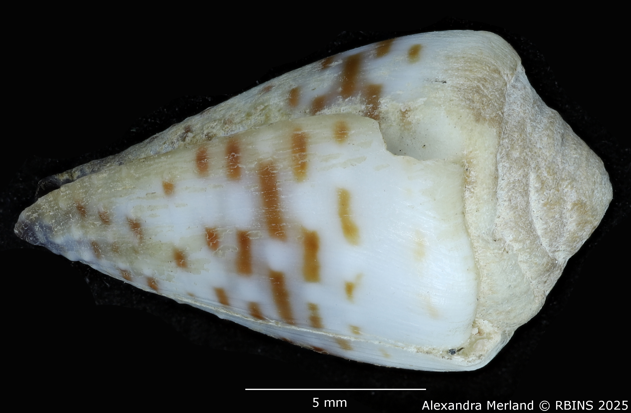 BE-RBINS-INV-MT-3647-Conus-parvatus-sharmiensis-pt-L.jpg