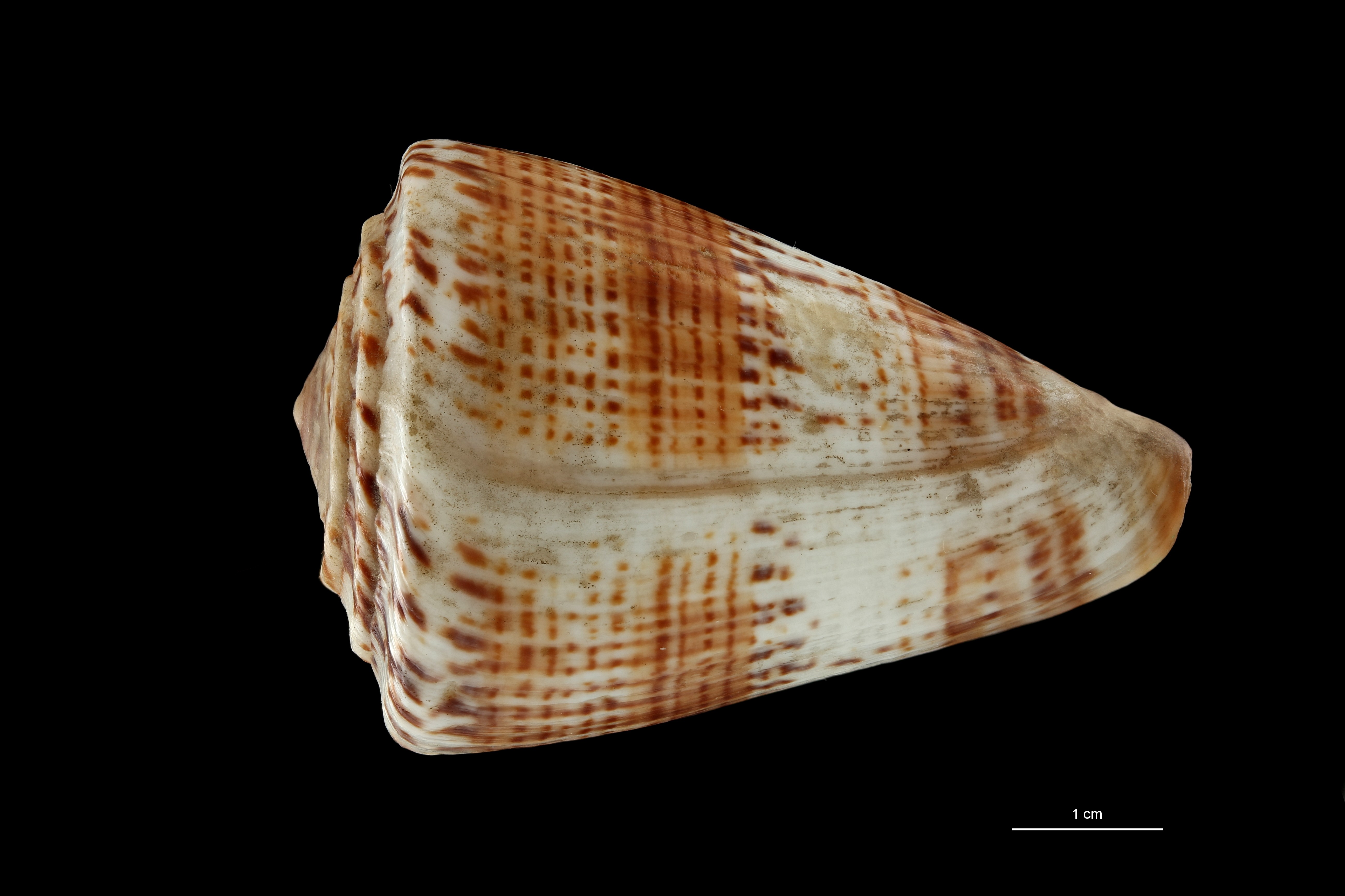 BE-RBINS-INV TYPE MT 629 Conus pazii DORSAL ZS PMax Scaled.jpg