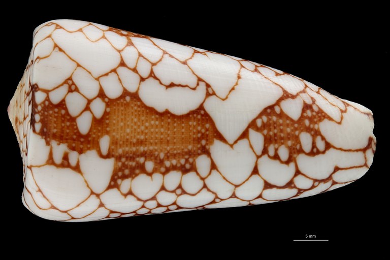 BE-RBINS-INV HOLOTYPE MT435 Conus pennaceus ganensis DORSAL ZS PMax Scaled.jpg