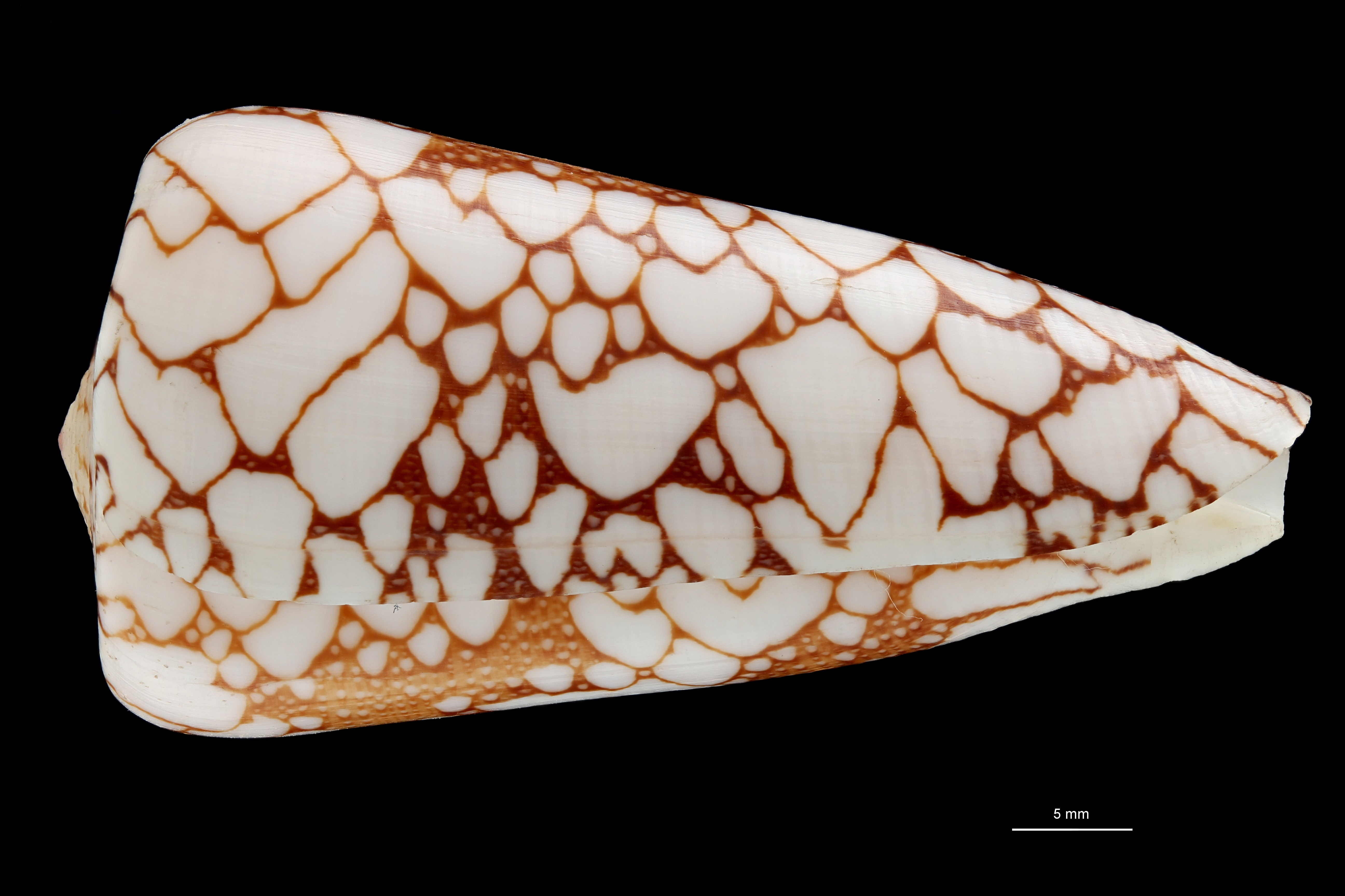 BE-RBINS-INV HOLOTYPE MT435 Conus pennaceus ganensis LATERAL ZS PMax Scaled.jpg