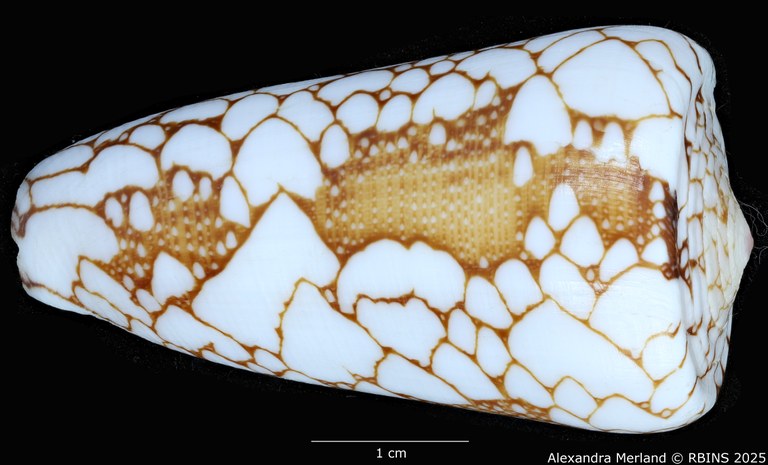 BE-RBINS-INV-MT-435-Conus-pennaceus-ganensis-ht-D.jpg BE-RBINS-INV-MT-435-Conus-pennaceus-ganensis-ht-D.jpg