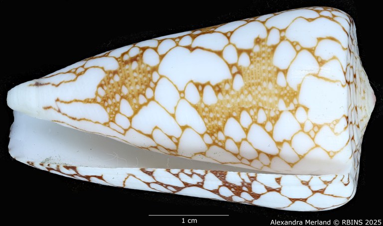 BE-RBINS-INV-MT-435-Conus-pennaceus-ganensis-ht-L.jpg BE-RBINS-INV-MT-435-Conus-pennaceus-ganensis-ht-L.jpg
