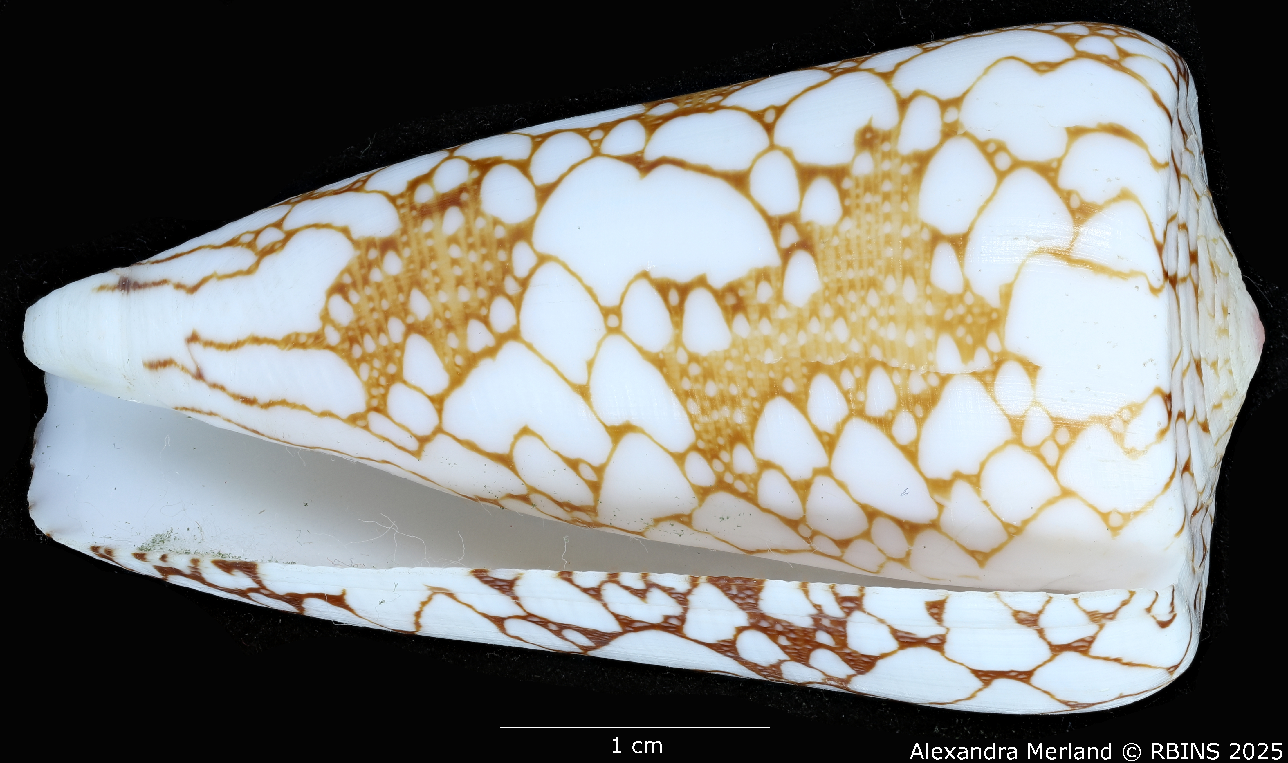 BE-RBINS-INV-MT-435-Conus-pennaceus-ganensis-ht-L.jpg