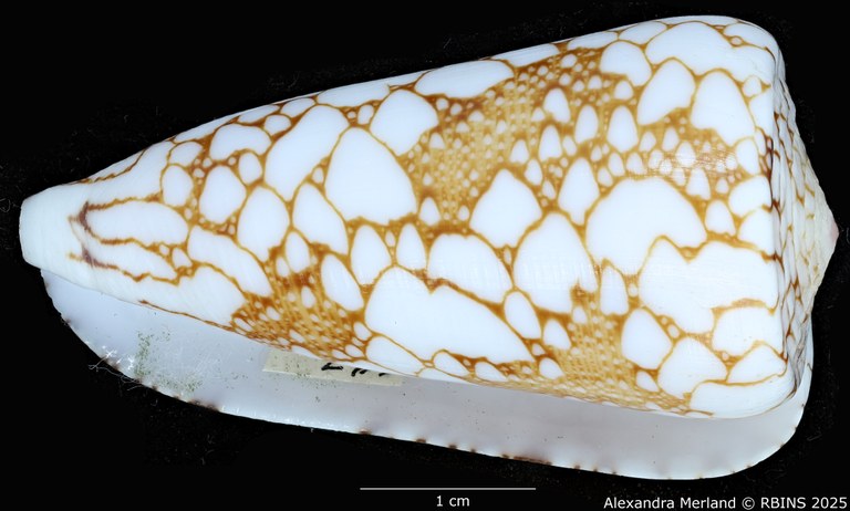 BE-RBINS-INV-MT-435-Conus-pennaceus-ganensis-ht-L2.jpg BE-RBINS-INV-MT-435-Conus-pennaceus-ganensis-ht-L2.jpg