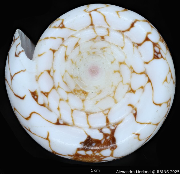 BE-RBINS-INV-MT-435-Conus-pennaceus-ganensis-ht-Top.jpg BE-RBINS-INV-MT-435-Conus-pennaceus-ganensis-ht-Top.jpg