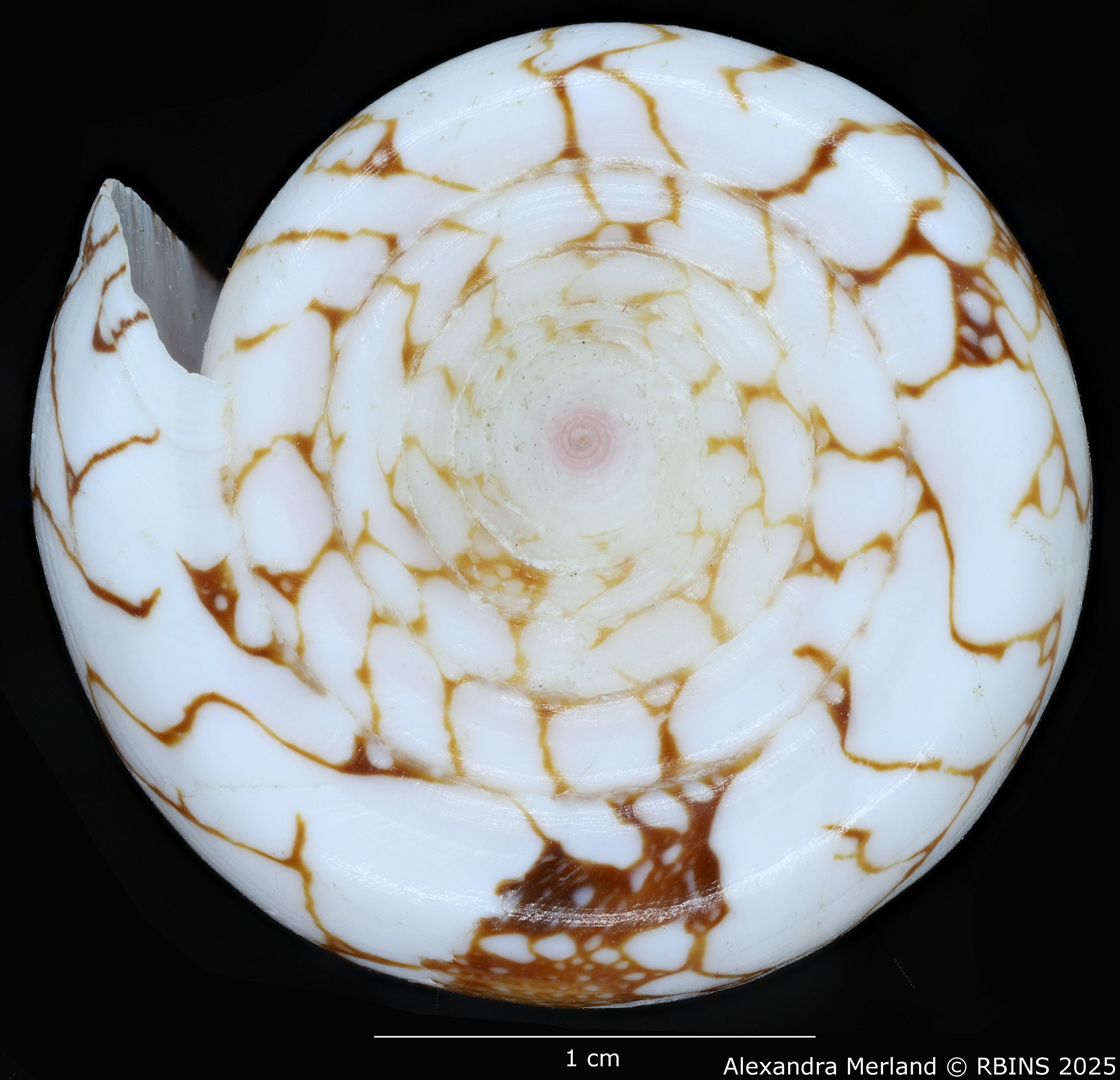 BE-RBINS-INV-MT-435-Conus-pennaceus-ganensis-ht-Top.jpg