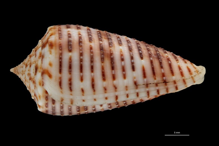 BE-RBINS-INV HOLOTYPE MT 464 Conus (Phasmoconus) proximus cebuensis LATERAL ZS PMax Scaled.jpg