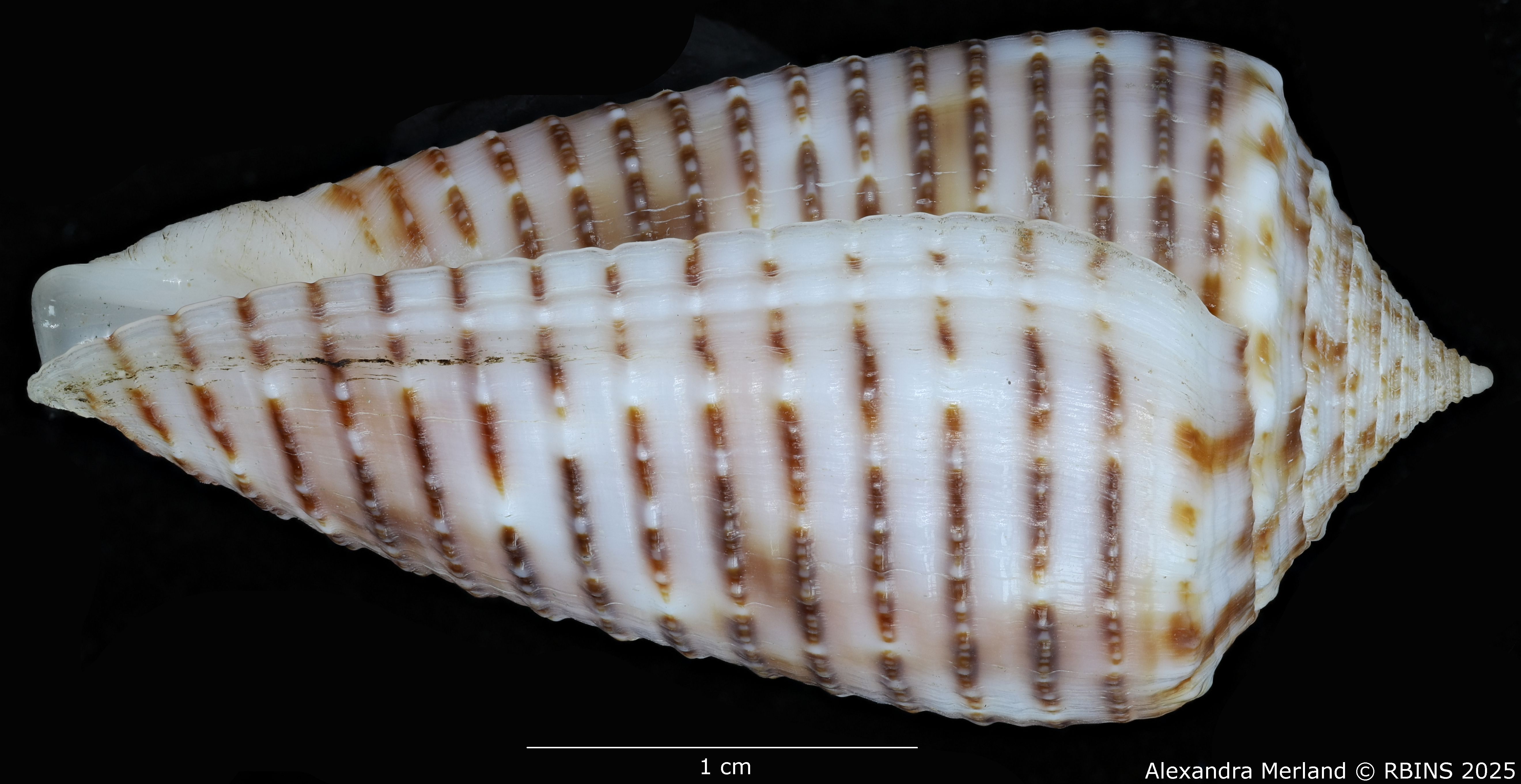 BE-RBINS-INV-MT-464-Conus-proximus-cebuensis-ht-L.jpg