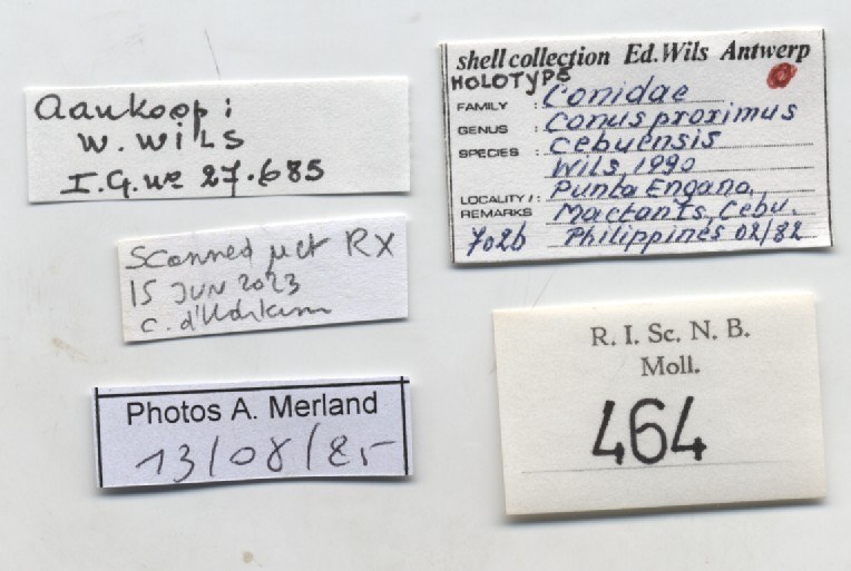 BE-RBINS-INV-MT-464-Conus-proximus-cebuensis-ht-label.jpg