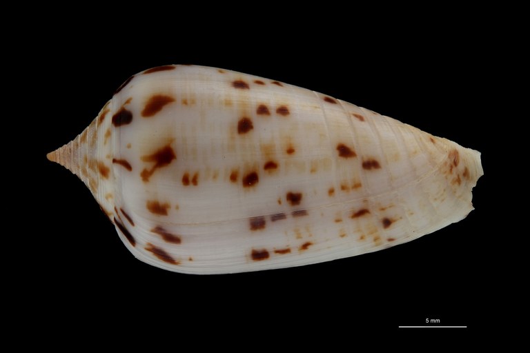BE-RBINS-INV PARATYPE MT 3198 Conus (Phasmoconus) solomonensis DORSAL ZS PMax Scaled.jpg