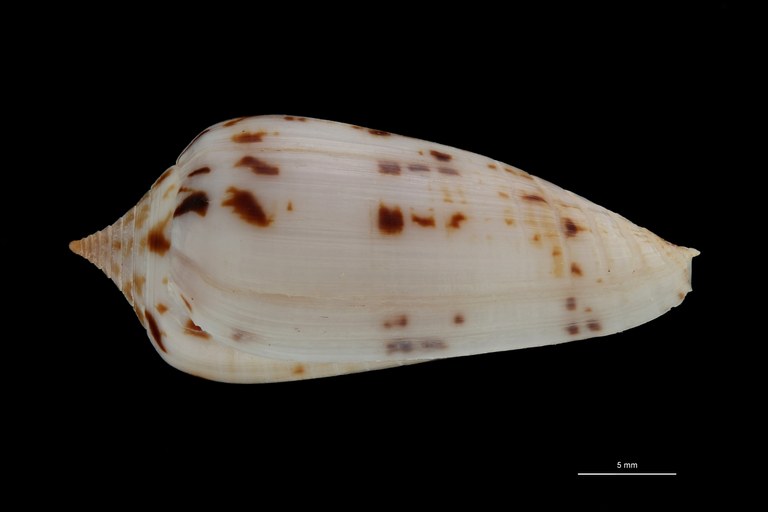BE-RBINS-INV PARATYPE MT 3198 Conus (Phasmoconus) solomonensis LATERAL ZS PMax Scaled.jpg