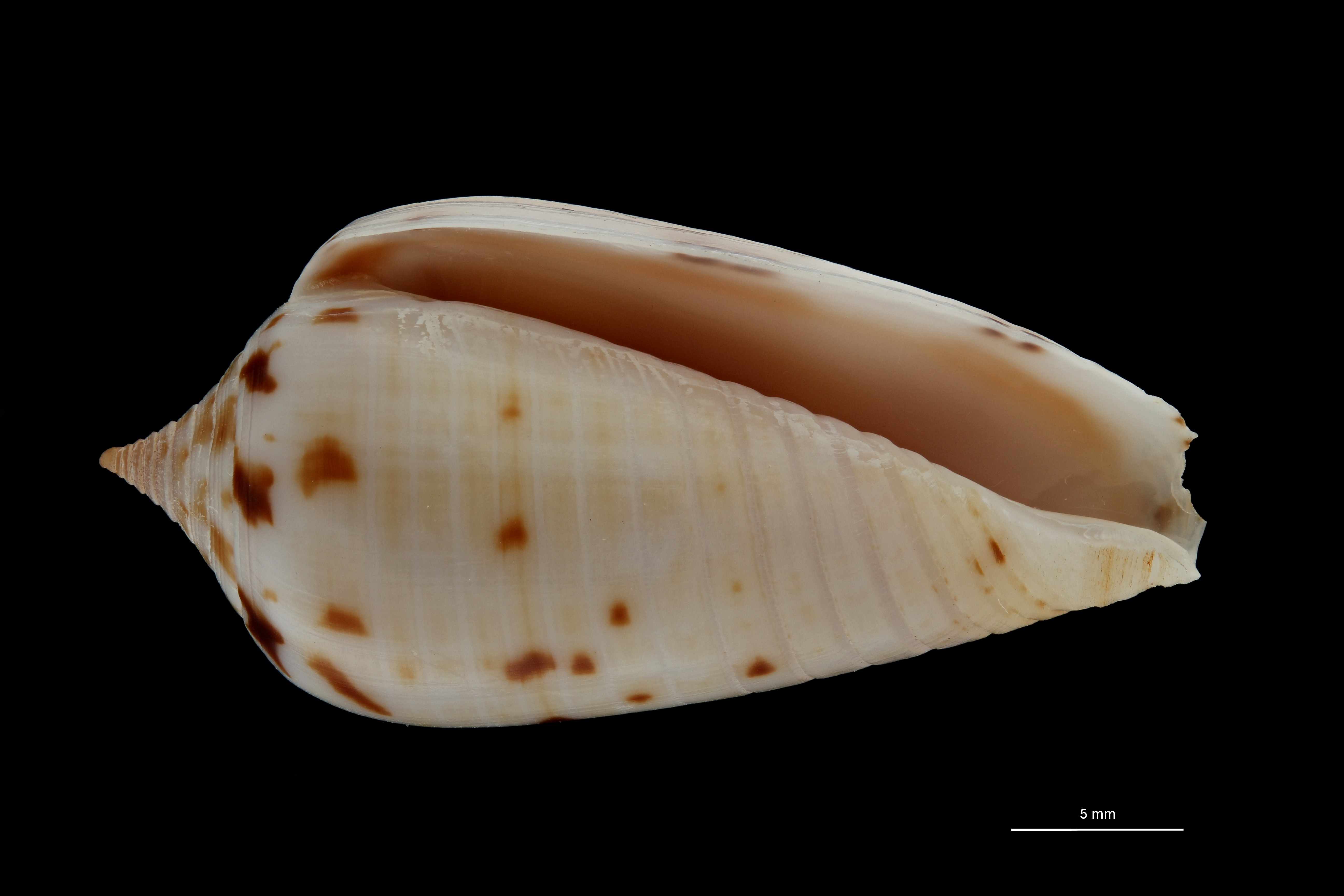 BE-RBINS-INV PARATYPE MT 3198 Conus (Phasmoconus) solomonensis VENTRAL ZS PMax Scaled.jpg