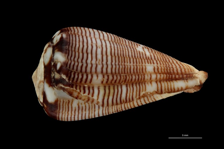 BE-RBINS-INV HOLOTYPE MT 398 Conus poppei LATERAL ZS PMax Scaled.jpg