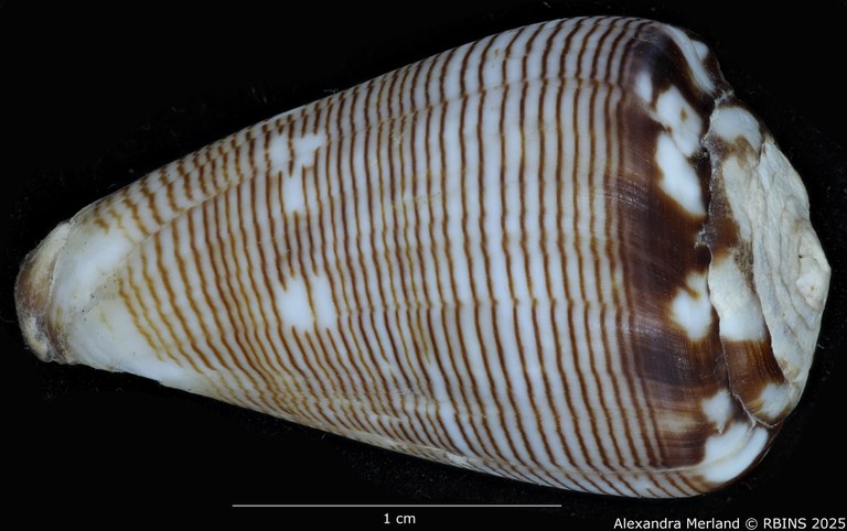 BE-RBINS-INV-MT-398-Conus-poppei-ht-D.jpg BE-RBINS-INV-MT-398-Conus-poppei-ht-D.jpg