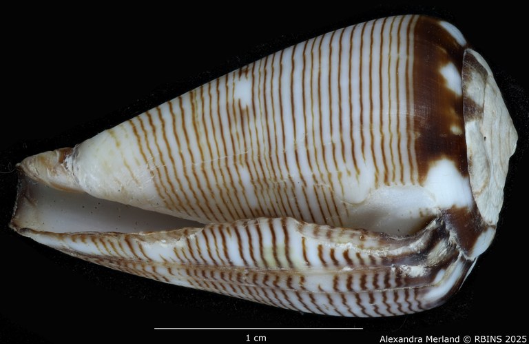 BE-RBINS-INV-MT-398-Conus-poppei-ht-L.jpg BE-RBINS-INV-MT-398-Conus-poppei-ht-L.jpg