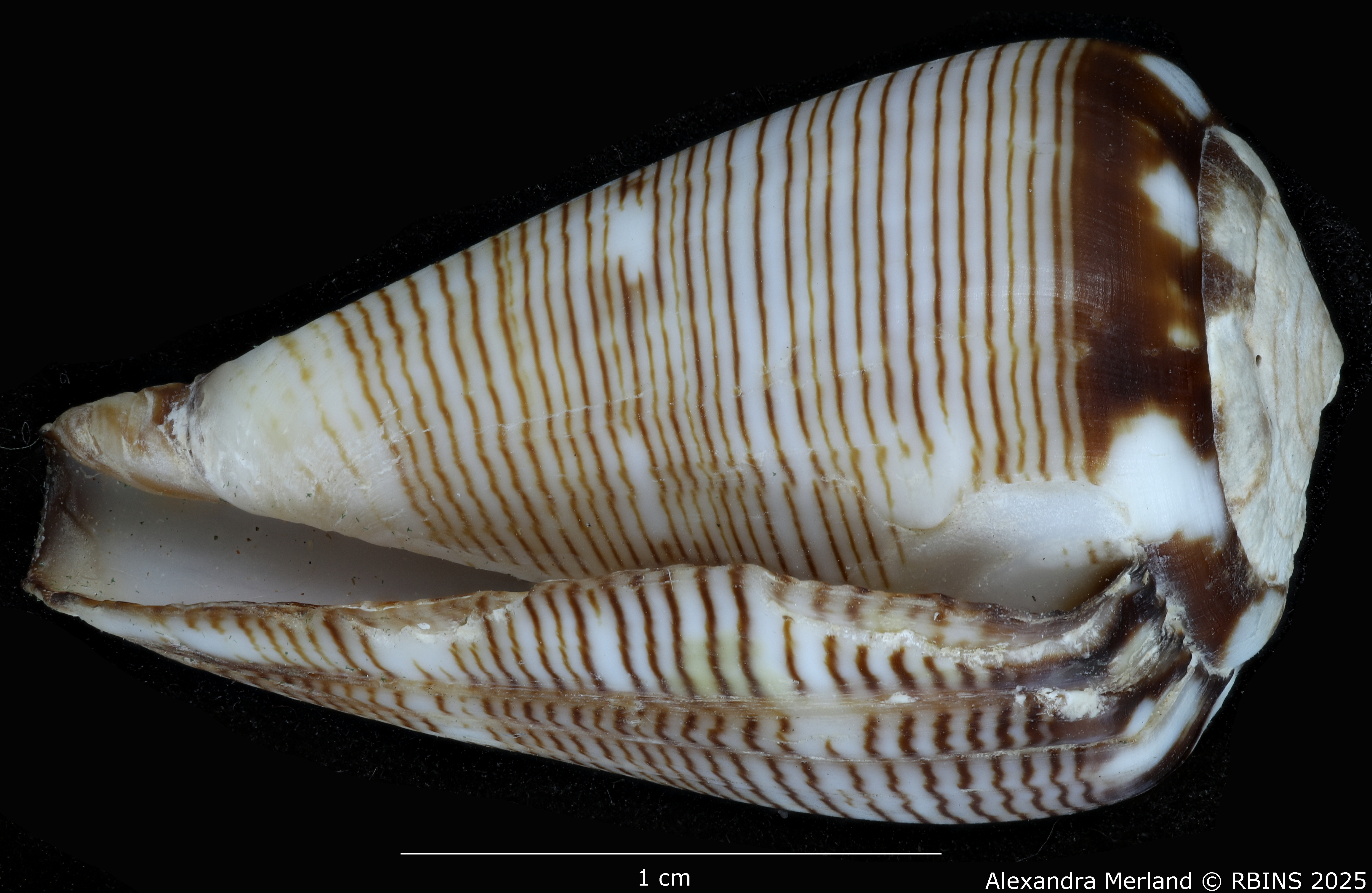 BE-RBINS-INV-MT-398-Conus-poppei-ht-L.jpg