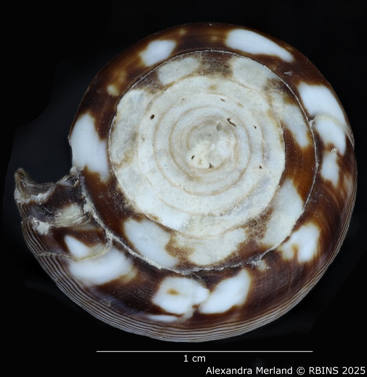 BE-RBINS-INV-MT-398-Conus-poppei-ht-Top.jpg BE-RBINS-INV-MT-398-Conus-poppei-ht-Top.jpg