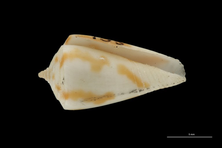 BE-RBINS-INV PARATYPE MT.3037 Conus providens VENTRAL ZS PMax Scaled.jpg