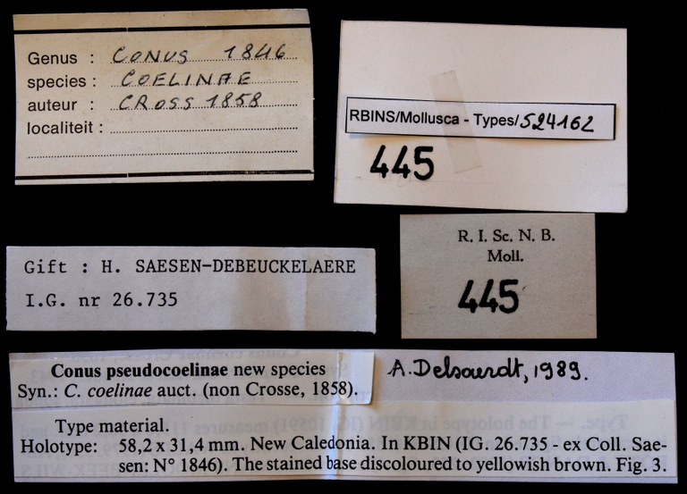 BE-RBINS-INV HOLOTYPE MT 445 Conus pseudocoelinae LABELS.jpg