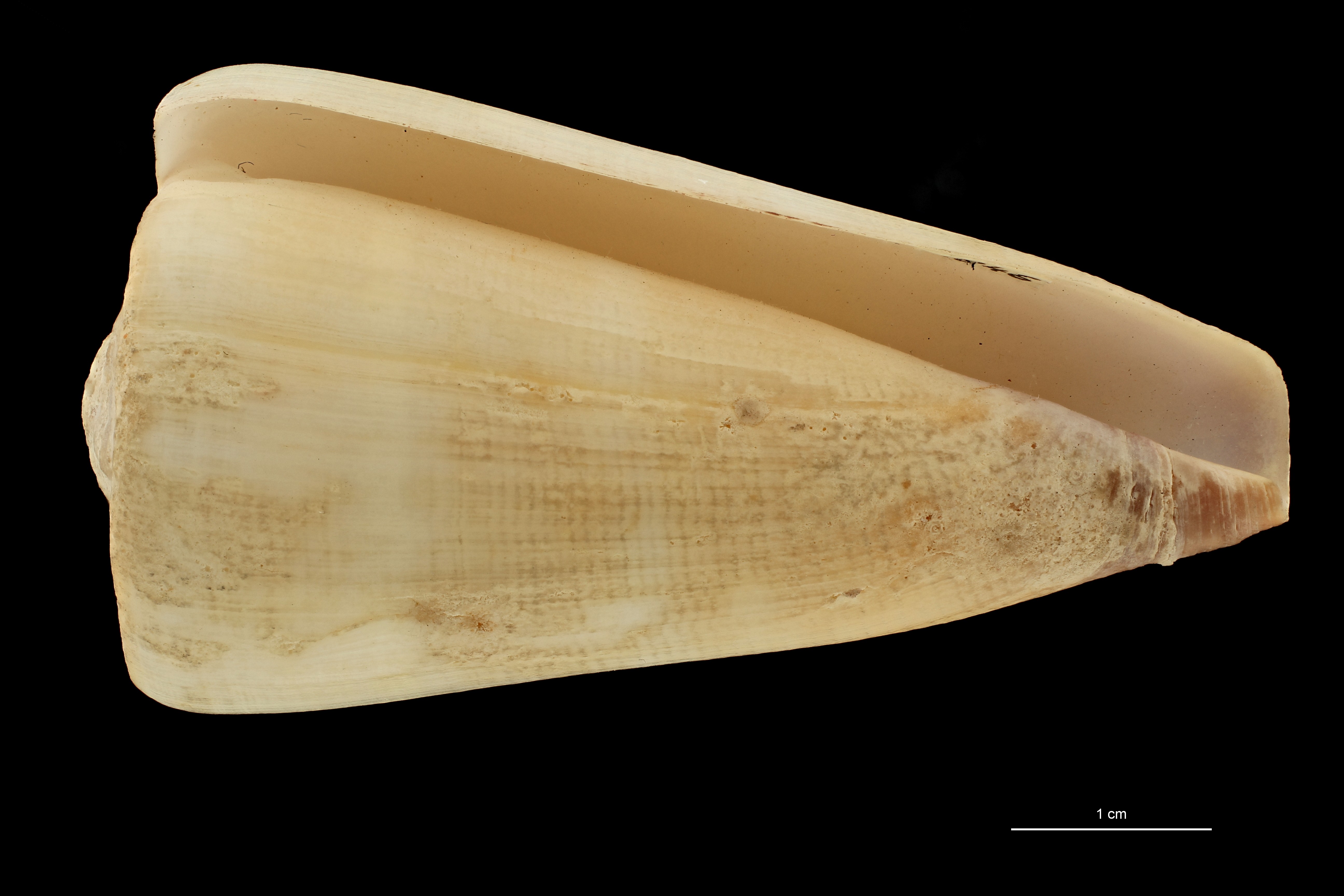 BE-RBINS-INV HOLOTYPE MT 445 Conus pseudocoelinae VENTRAL ZS PMax Scaled.jpg
