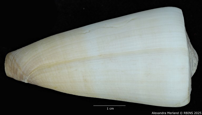 BE-RBINS-INV-MT-445-Conus-pseudocoelinae-ht-D.jpg