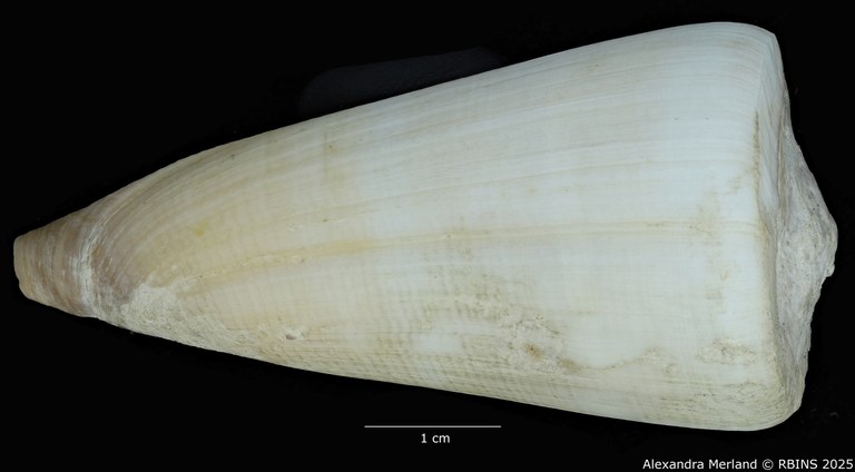 BE-RBINS-INV-MT-445-Conus-pseudocoelinae-ht-L.jpg