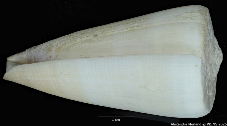 BE-RBINS-INV-MT-445-Conus-pseudocoelinae-ht-L2.jpg