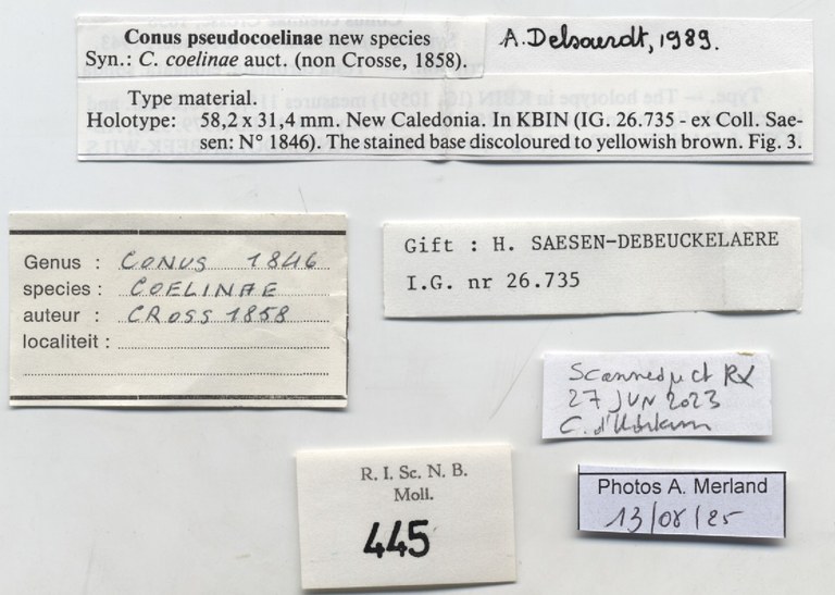 BE-RBINS-INV-MT-445-Conus-pseudocoelinae-ht-label.jpg